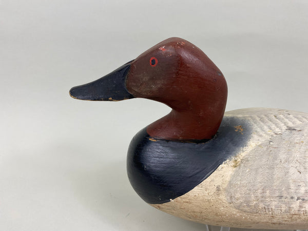 Madison Mitchell Canvasback Drake (#7672)