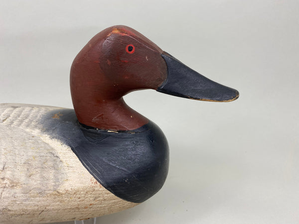 Madison Mitchell Canvasback Drake (#7672)