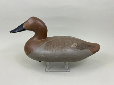 Madison Mitchell Canvasback Hen (#7673)