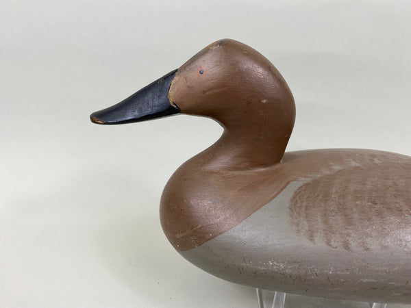 Madison Mitchell Canvasback Hen (#7673)