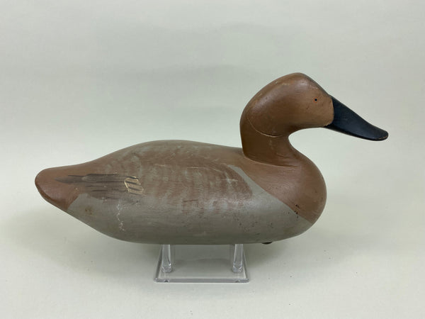 Madison Mitchell Canvasback Hen (#7673)
