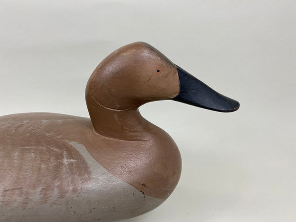 Madison Mitchell Canvasback Hen (#7673)