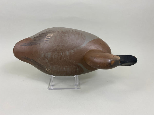 Madison Mitchell Canvasback Hen (#7673)