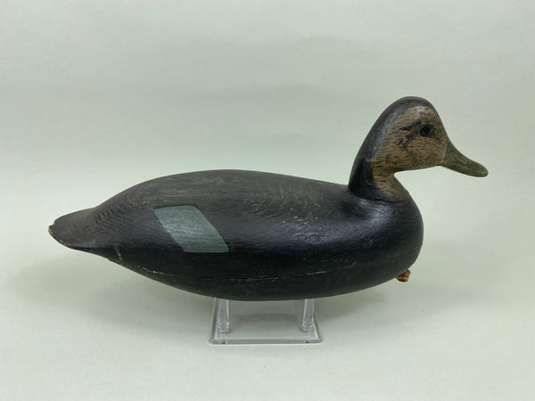 H. V. Shourds Black Duck, Circa 1890's (#7676)