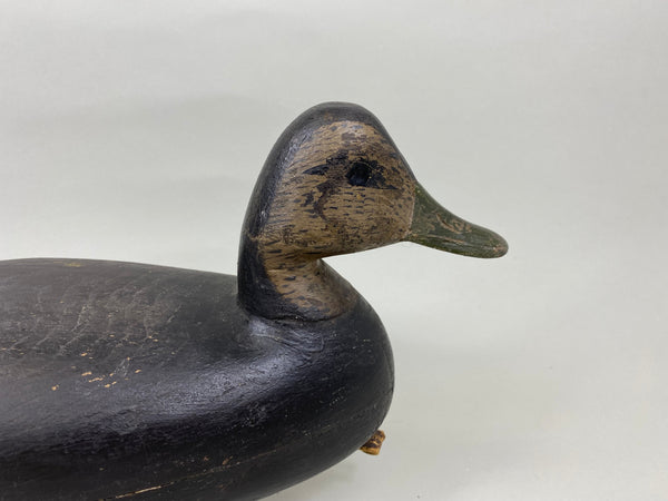 H. V. Shourds Black Duck, Circa 1890's (#7676)