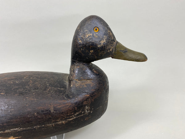 New Jersey Black Duck, Circa 1920's (#7680)