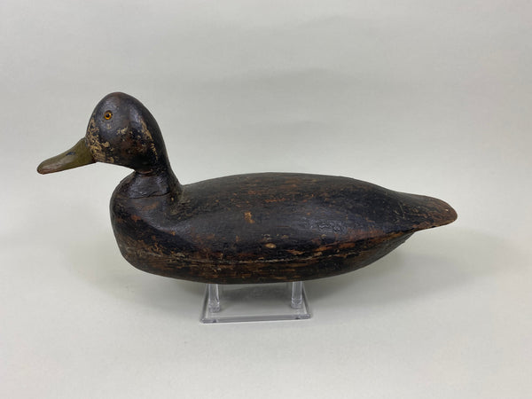New Jersey Black Duck, Circa 1920's (#7680)