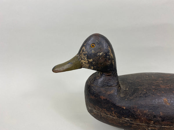 New Jersey Black Duck, Circa 1920's (#7680)