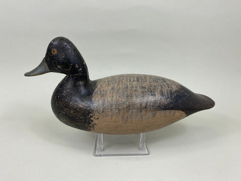 Harry Shourds Blue Bill Drake, Circa 1890's (#7681)