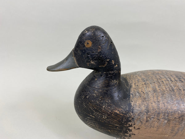 Harry Shourds Blue Bill Drake, Circa 1890's (#7681)