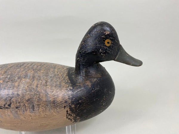 Harry Shourds Blue Bill Drake, Circa 1890's (#7681)