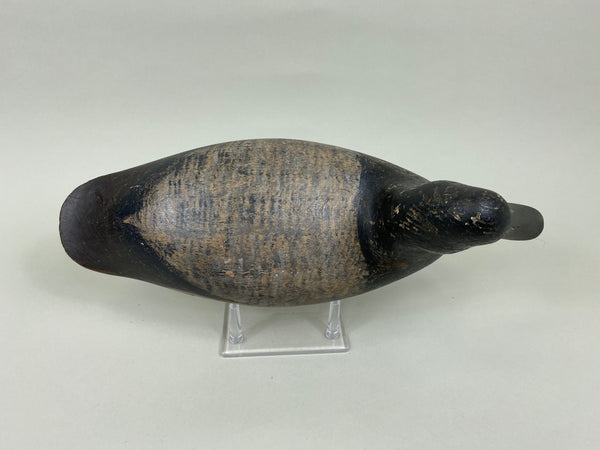 Harry Shourds Blue Bill Drake, Circa 1890's (#7681)