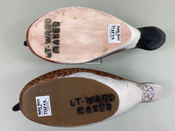 Torry Ward Pair of Widgeon (#7725)