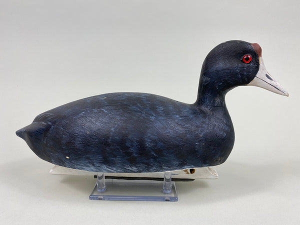 Torry Ward Hunting Grade Coot (#7732)