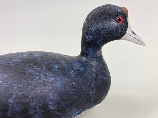 Torry Ward Hunting Grade Coot (#7732)