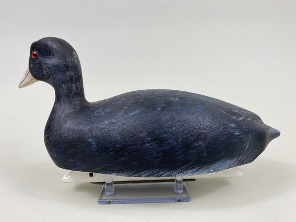 Torry Ward Hunting Grade Coot (#7732)