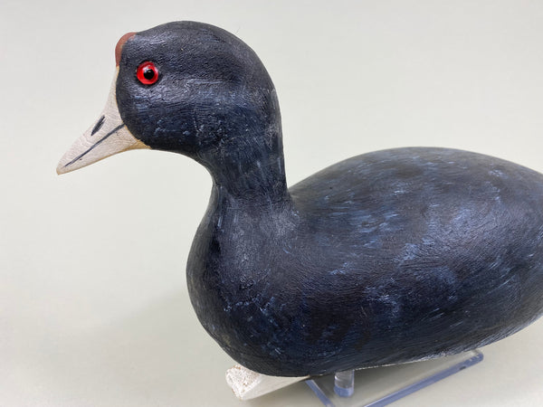 Torry Ward Hunting Grade Coot (#7732)