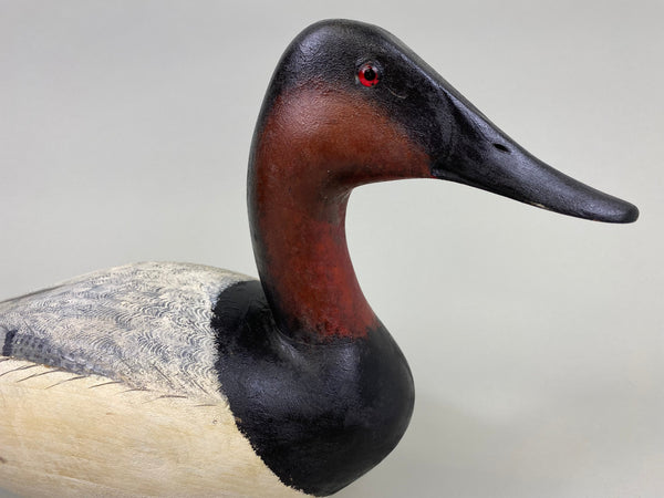 Torry Ward Canvasback Drake (#7736)
