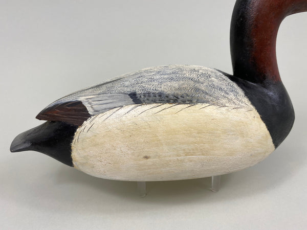 Torry Ward Canvasback Drake (#7736)