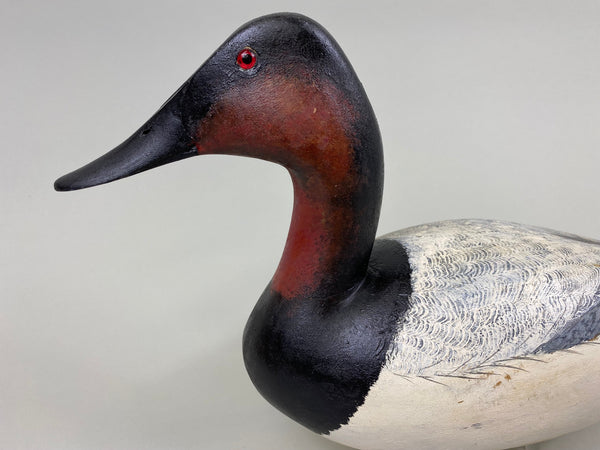 Torry Ward Canvasback Drake (#7736)