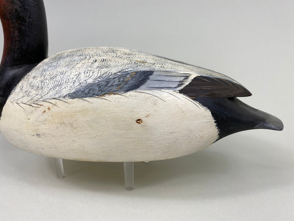 Torry Ward Canvasback Drake (#7736)