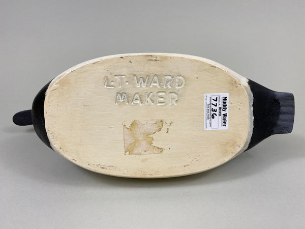 Torry Ward Canvasback Drake (#7736)