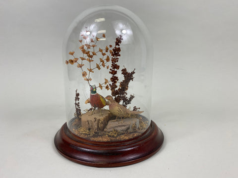Miniature Carved Pair of Pheasants under Glass Display (#7741)