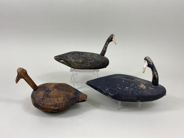 3 Roothead Coots Unknown (#7761)