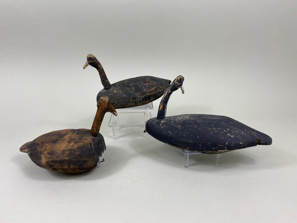 3 Roothead Coots Unknown (#7761)