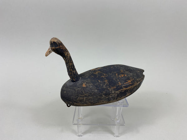 3 Roothead Coots Unknown (#7761)