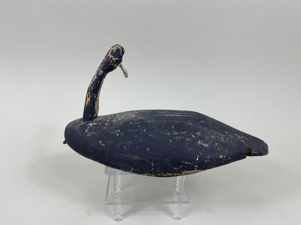 3 Roothead Coots Unknown (#7761)