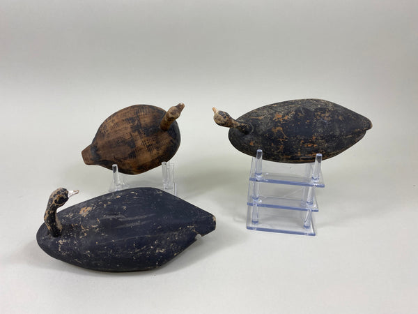 3 Roothead Coots Unknown (#7761)