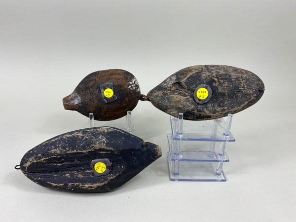 3 Roothead Coots Unknown (#7761)