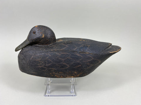 Michigan Black Duck (#7768