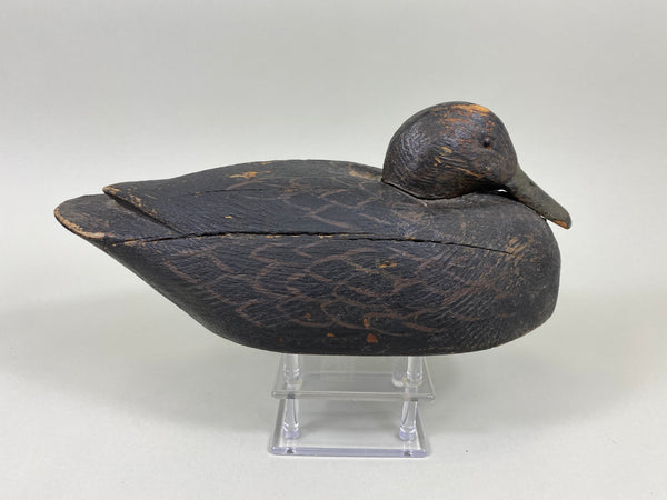 Michigan Black Duck (#7768