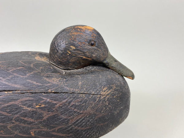 Michigan Black Duck (#7768