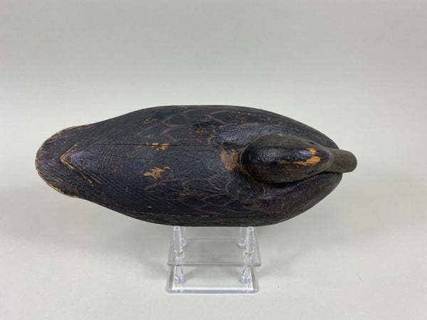 Michigan Black Duck (#7768