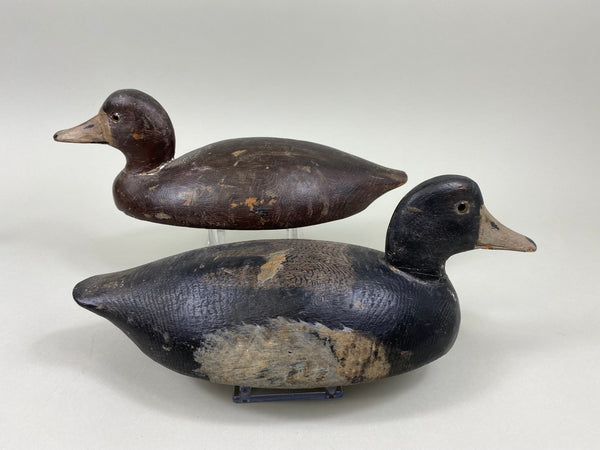 Canadian Bluebills Pair, Circa 1920's (#7769)