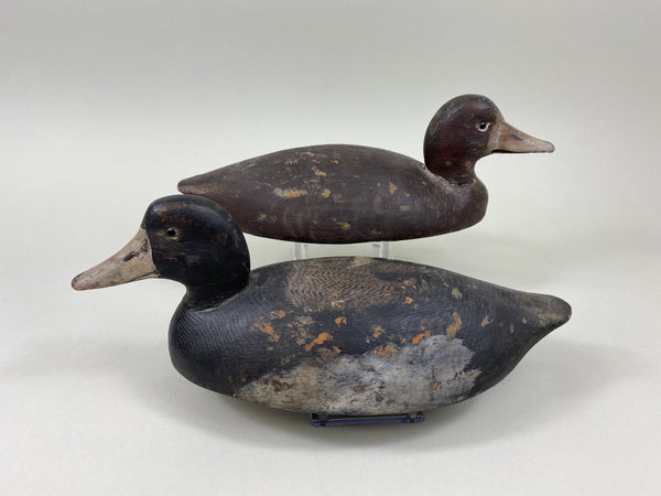 Canadian Bluebills Pair, Circa 1920's (#7769)