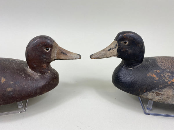 Canadian Bluebills Pair, Circa 1920's (#7769)