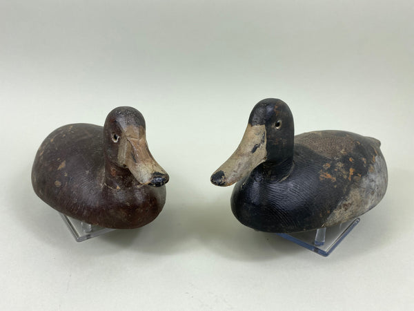 Canadian Bluebills Pair, Circa 1920's (#7769)