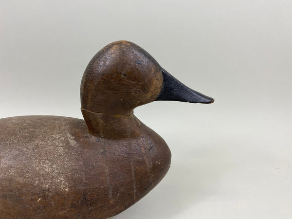 Unknown Michigan Canvasback Hen, Circa 1920's (#7775)