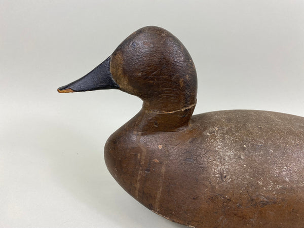 Unknown Michigan Canvasback Hen, Circa 1920's (#7775)