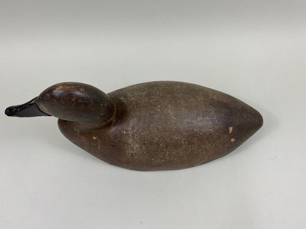 Unknown Michigan Canvasback Hen, Circa 1920's (#7775)