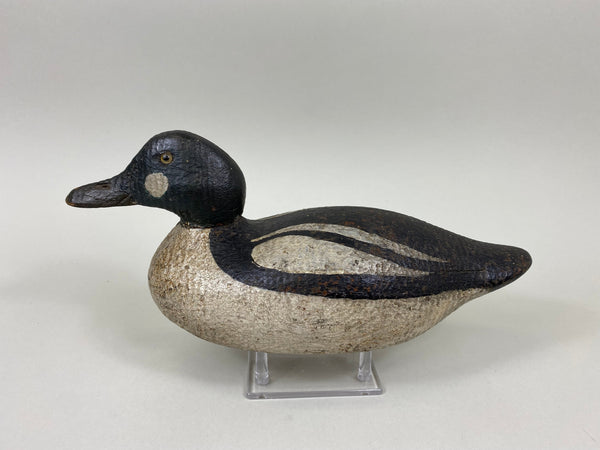 Sperry Factory Golden Eye Drake, Circa 1930's (#7789)