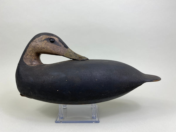 Rhoades Truex Black Duck Sleeper, Crica 1900's (#7901)