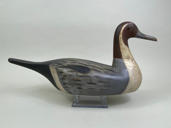 Seth Barry California Pintail Drake (#7918)