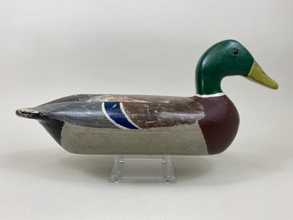 Walter "Tube" Dawson Mallard Drake (#7922)