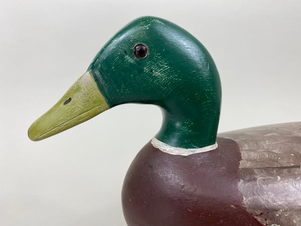 Walter "Tube" Dawson Mallard Drake (#7922)