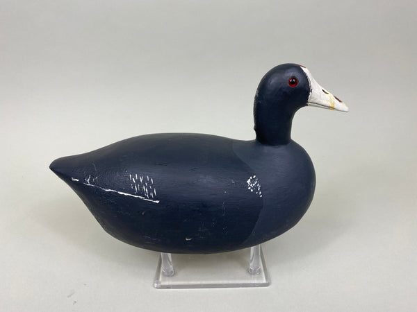 Paul Doering Coot-Mud Hen, Branded (#7931)